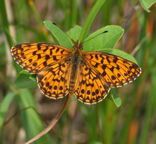 Boloria (Clossiana)